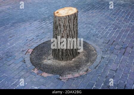 Cut tree stump in London, England United Kingdom UK Stock Photo