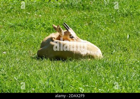 young calf of Scimitar Horned Oryx (oryx dammah) sitting on grass Stock Photo