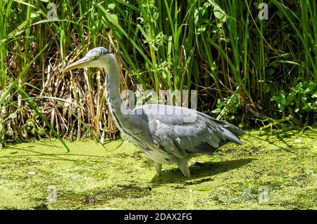 Grey Heron (Ardea cinerea) hunting in a river Stock Photo