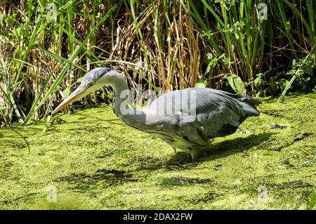 Grey Heron (Ardea cinerea) hunting in a river Stock Photo