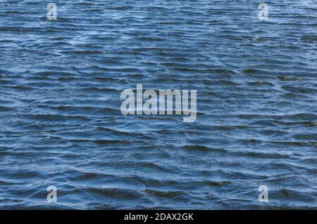 Ripples on blue water surface on windy day Stock Photo