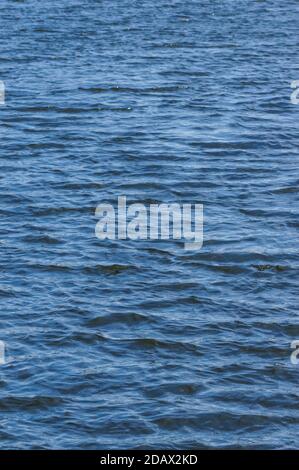 Ripples on blue water surface on windy day Stock Photo
