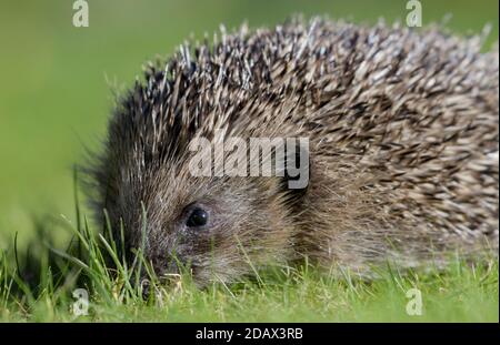 Hedgehog on grass outside in the daytime Stock Photo