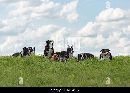 Many obedient dogs - Border Collies and other in all ages from the young dog to the senior Stock Photo