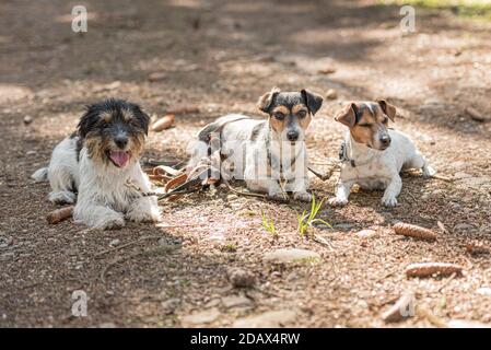 Small obedient hot sale dogs