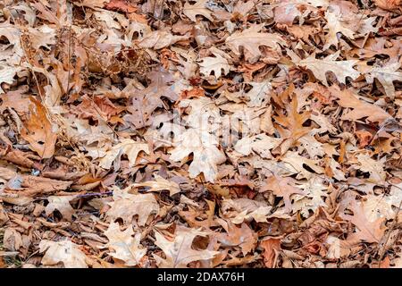 A pile of dry, brown oak leaves lying on the ground.Leaves completely fill the frame. Stock Photo
