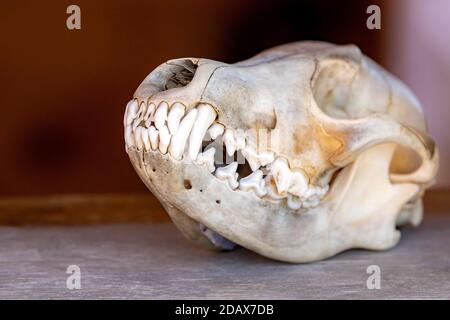 The skull of a harbor seal skull on a counter. The grinning jaw is closed with long canine teeth in the front. Closeup view. Stock Photo