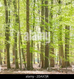fresh green forest on spring morning in april