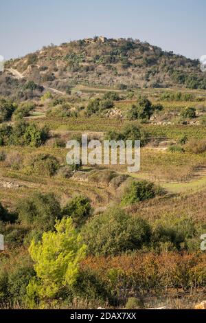 Tzova, Israel - November 14th, 2020: Vineyards and plantations near Jerusalem, Israel, under the ancient ruins of Belmont crusader fortress. Stock Photo