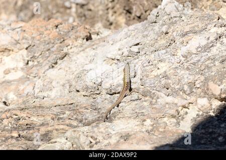 Little lizard on a rock Stock Photo