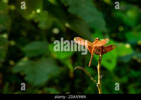 A soft red color grasshopper or grig with the nature Stock Photo