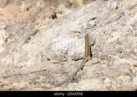 Little lizard on a rock Stock Photo