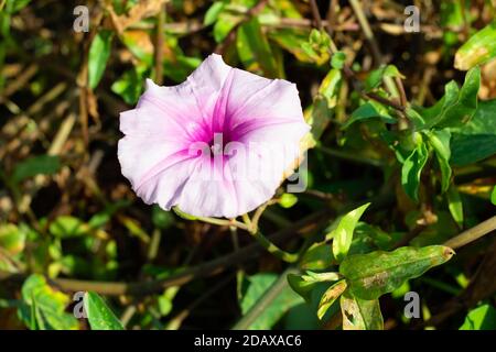 The Beautiful pink morning glory or Ipomoea carnea flower Stock Photo