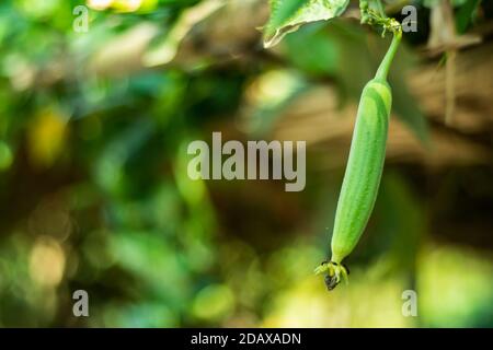 Dhundol that a pure vegetable and great vitamin in it Stock Photo