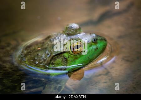 This is a frog I found in my pond. I love its beautifully colored eye. It somehow stayed still in the water as I approached it with the Marco lens. Stock Photo