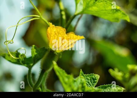 Yellow ash pumpkin flower and green vegetable or winter melon or tallow gourd Stock Photo