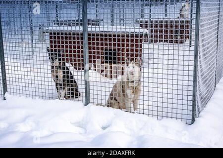 Two husky dogs sit on snow in frozen covered by hoarfrost cage - waiting for dog sledding. Lapland, Sweden. Close up view Stock Photo