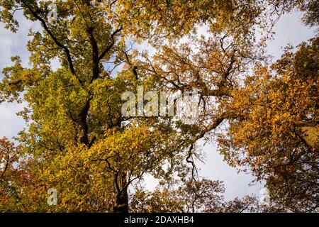 yellow and green leaves at trees photographed from low angle view Stock Photo