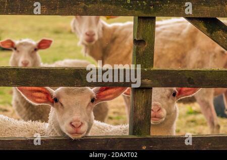 Curious young lambs waiting behind wooden gate Stock Photo