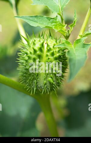 Detail of spiky seed capsule of hallucinogen plant Devil's Trumpet (Datura Stramonium), also called Jimsonweed. Shallow depth of field and blurred bac Stock Photo