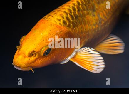 Golden coloured Ghost Koi in a Pond, North West England, UK Stock Photo