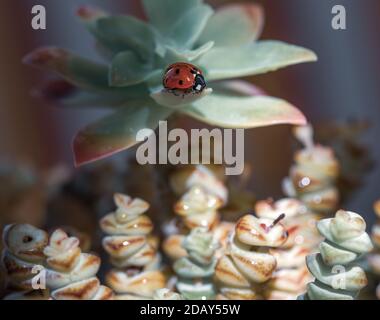 A red ladybug illuminated by morning light on the leaf of a succulent plant with dew droplets Stock Photo