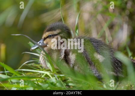 Young baby mallard duck with fresh head wound sitting on the grass on late spring daylight in Espoo, Finland Stock Photo