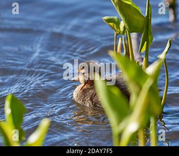 Young baby mallard duck with fresh head wound swimming on a lakeon late spring daylight in Espoo, Finland Stock Photo