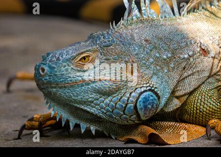 Large male green iguana - Iguana iguana or American iguana or common green iguana is an arboreal, mostly herbivorous species of lizard Stock Photo