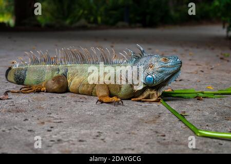 Large male green iguana - Iguana iguana or American iguana or common green iguana is an arboreal, mostly herbivorous species of lizard Stock Photo