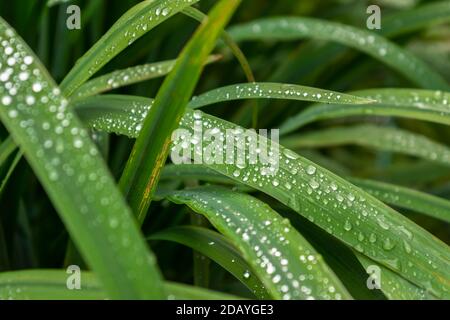 Raindrops on green long leaves. Water drops on green leaves. Stock Photo
