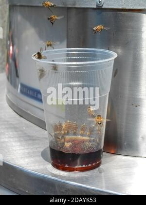 Soft Drink in Plastic Cup Stock Photo - Alamy