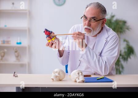 Old cardiologist explaining human heart structure Stock Photo