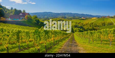 Vineyards along South Styrian Wine Road, a charming region on the border between Austria and Slovenia with green rolling hills, vineyards, picturesque Stock Photo
