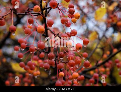 Fruit on branch of a Snowdrift Crabapple tree with rain drops hanging from red fruit Stock Photo