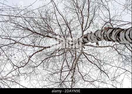 Low angle view of a silver birch tree Stock Photo