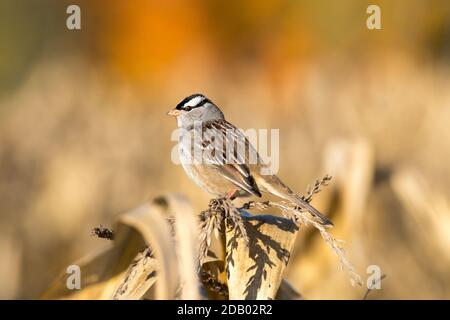 White-crowned sparrow (Zonotrichia leucophrys) perched on corn during fall migration Stock Photo