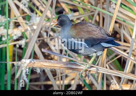 Common Moorhen (Gallinula chloropus) Stock Photo