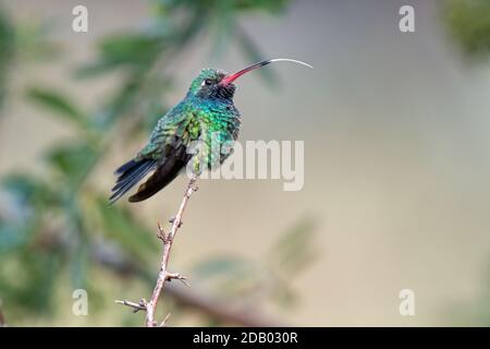 Broad-billed Hummingbird (Cynanthus latirostris) Stock Photo