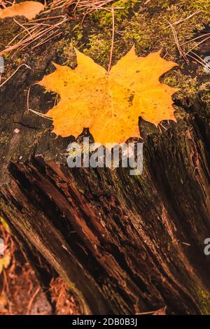 Yellow maple leaf on a rotten decrepit mossy stamp in Autumn forest. Stock Photo