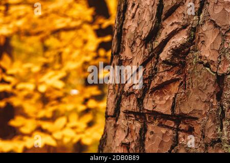 Tree bark scratched with knife in Autumn forest. Stock Photo