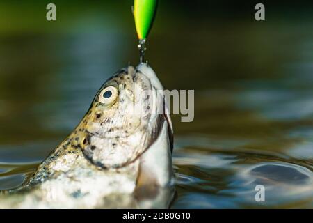 Fishing with spinning reel. Brown trout being caught in fishing net. Trout. Lure fishing. Fishing - relaxing and enjoying hobby Stock Photo