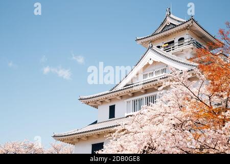 Nagahama castle with cherry blossoms in Shiga, Japan Stock Photo