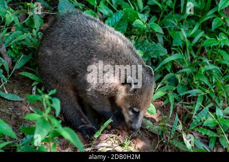 A Coatimundis scrounging for food dropped by visiting tourists. Coatimundis are a common sight at the Iguazu Waterfalls in the Iguazu National Park on Stock Photo