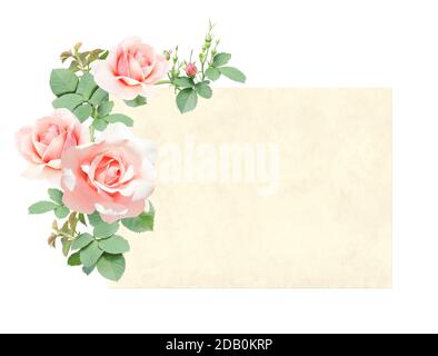 Horizontal retro card with branch of Climbing rose with pink flowers. Vintage banner with roses. Isolated on white background. Mock up template. Copy Stock Photo