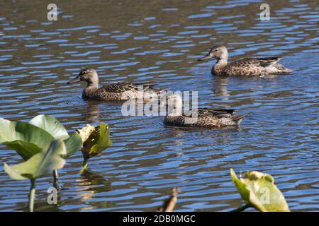 Blue-winged Teal (Spatula discors) on a lake, Long Island, New York Stock Photo