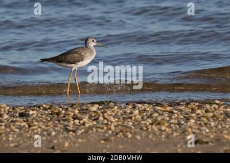 Greater Yellowlegs (Tringa melanoleuca) foraging on a shoreline, Long Island, New York Stock Photo