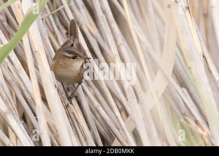 Marsh Wren (Cistothorus palustris) perched in phragmites, Long Island, New York Stock Photo