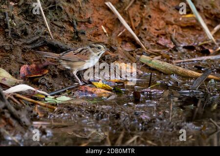 Swamp Sparrow (Melospiza georgiana) foraging in a marsh, Long Island, New York Stock Photo