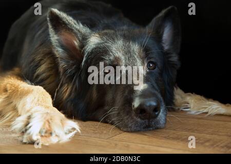 German long-haired shepherd dog lies on a wooden background in the Studio Stock Photo